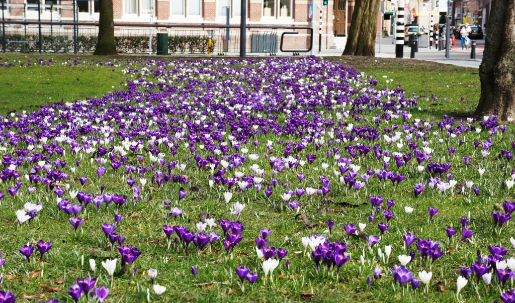 2015 03 11 Krokuss in voller Blüte