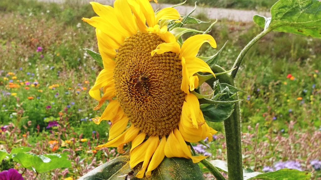 DSC04078a große Sonnenblume