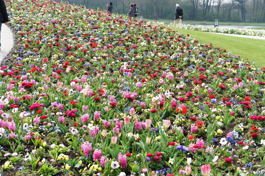 2021 03 11 Floriade 36 Frühblüher